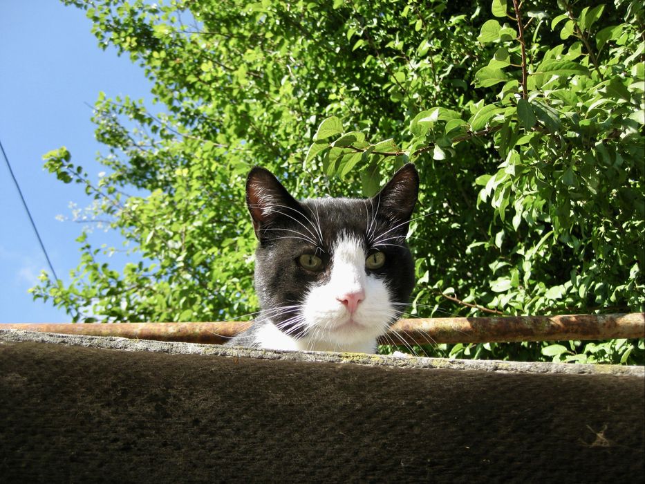 canon ixus 80  sd1100 is elph (rezervat)