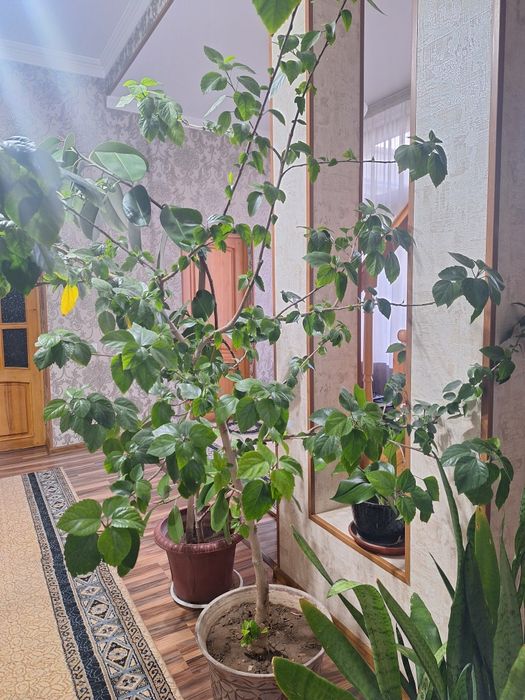 Китайская роза .