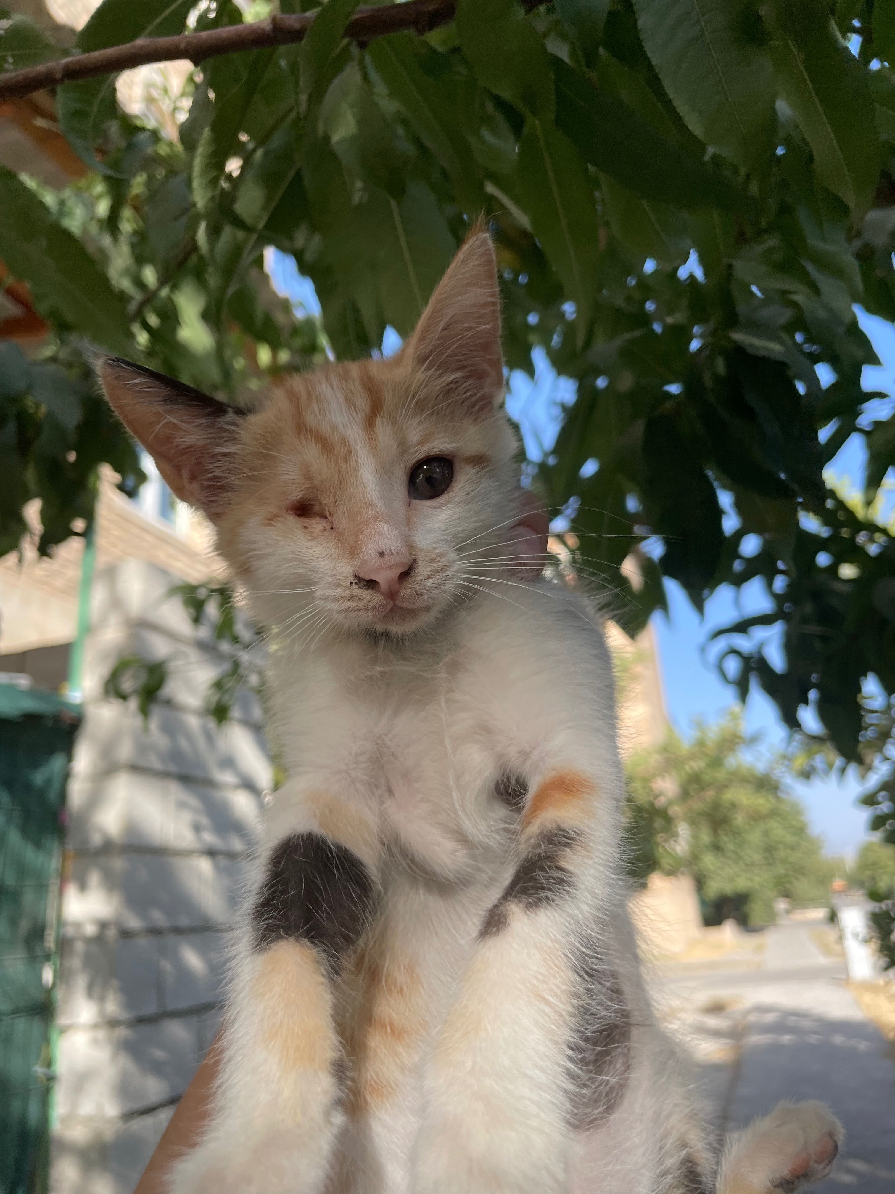 Мушук болалари ( котята )