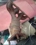 Galerie Sonda landa catalizator seat arosa polo Lupo 1.0mpi

se vinde