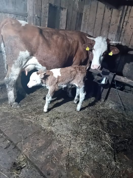 Vând vacă și vițel