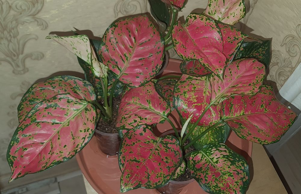 Продам аглаонему