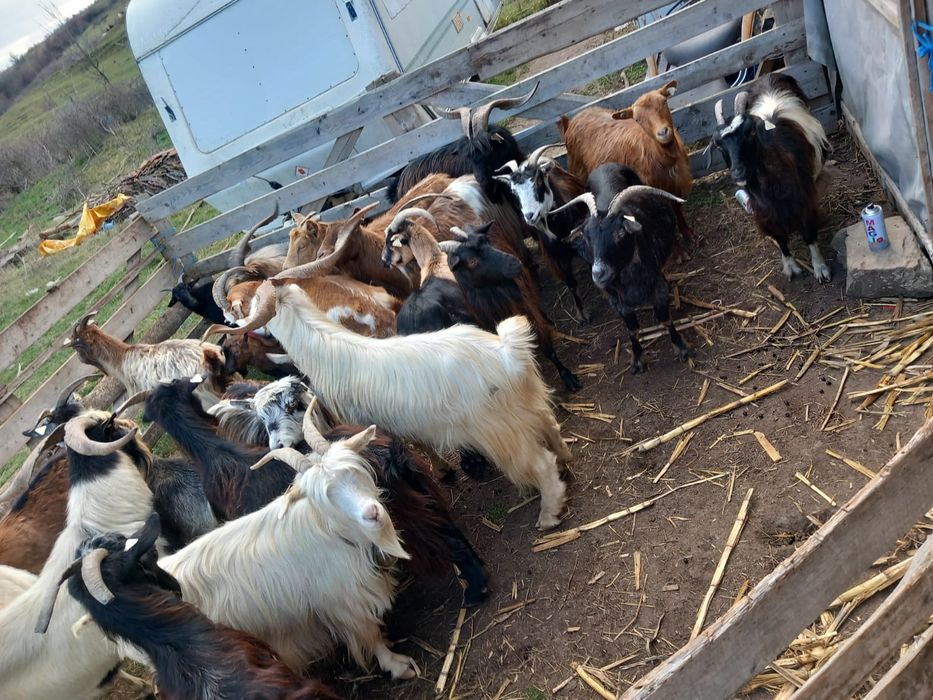 Vând sau schimb cu diverse 20 de capre mai vechi, 4 tapi de 3 ani