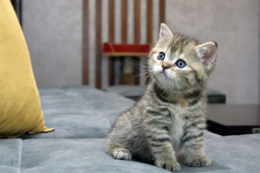 British Shorthair brown femela