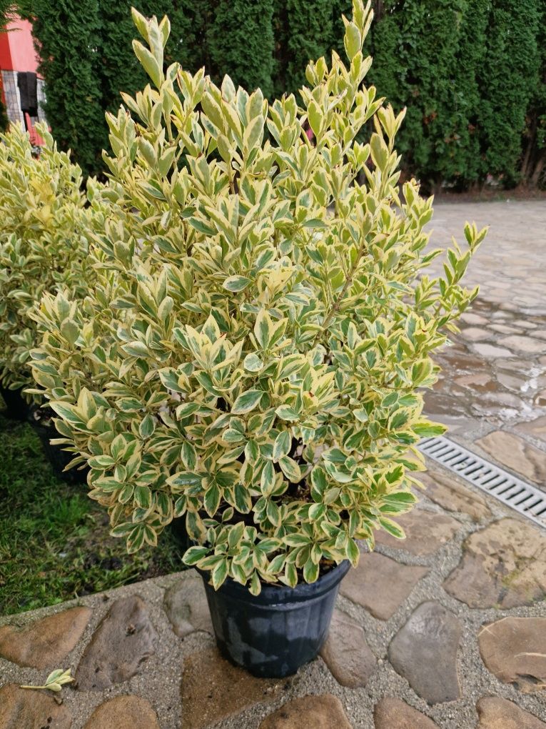 Prunus pisardi rosu- leylandi- evunomius - ilex