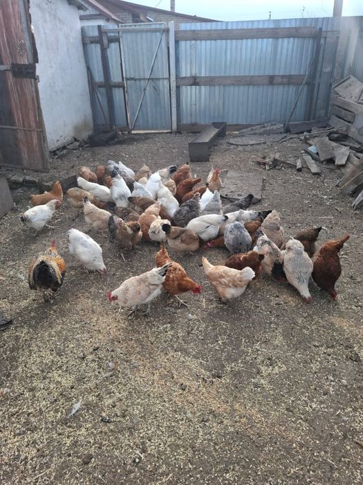 Продам домашних кур