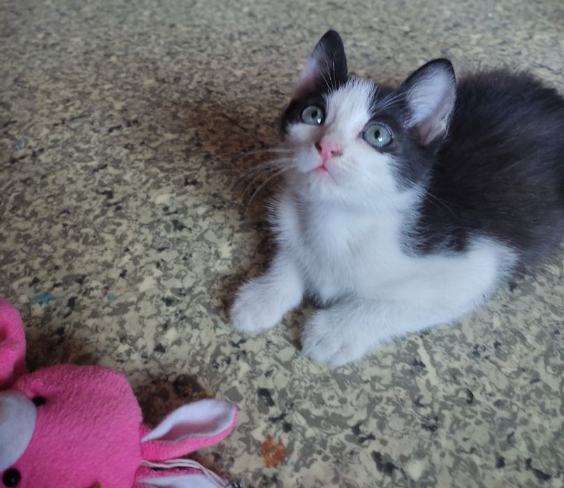 Милые котята для Вас