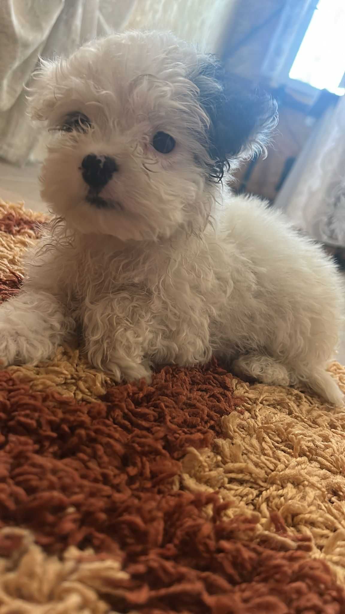 Bichon maltez 2 fete si 2 baieti suntem on cautare de stapani