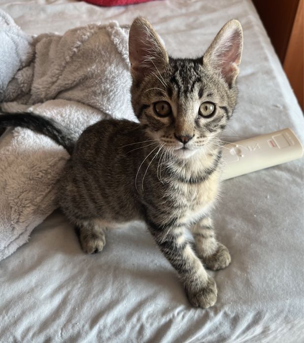 Мъжко коте търси дом