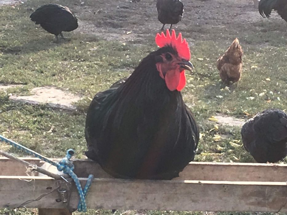 oua australorp incubat / australorp cocosi / cocosi australorp /oua