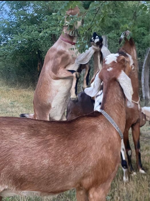 Vindem capre anglonubiene