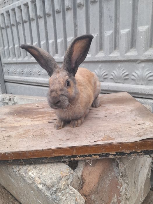disponibili 5 buc