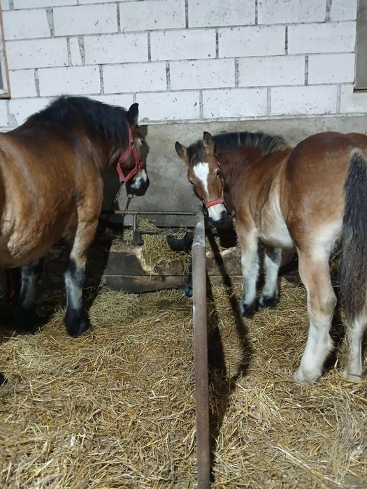 De vanzare iapa de 5 ani cu mânză de 6 luni