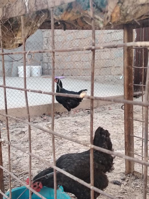 Uyda boqilgan tovuqlar sotiladi 13+2 Ta xoroz