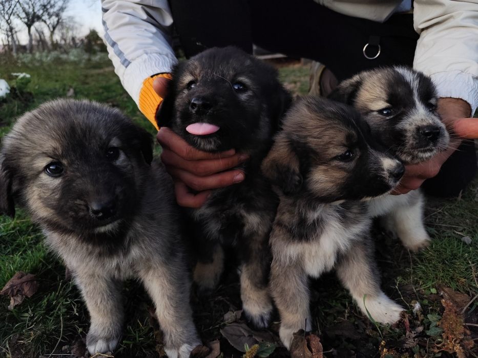 Donez cățelușe talie mare