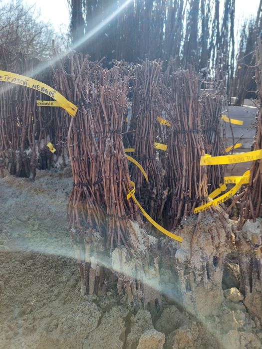 Pomi altoiti si vita de vie