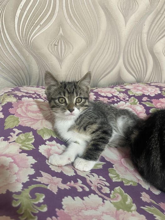 Котята 2 месяца ! Приучани латку и к сухой корм! Мушукчалар 2 ойлик