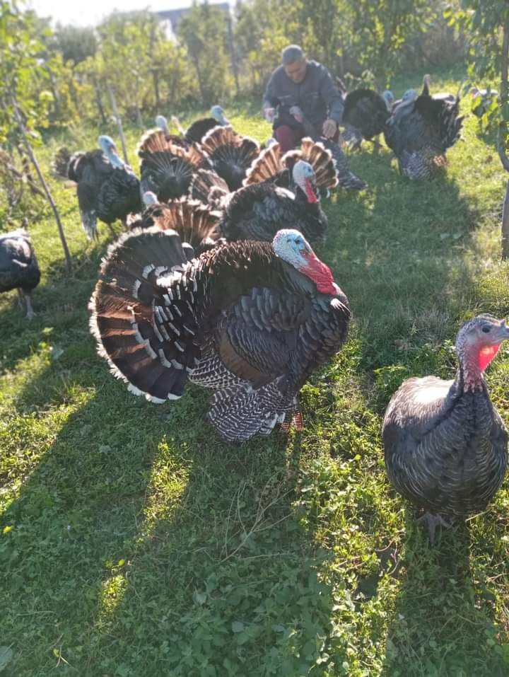 Vând pui de curca alba și bronzata