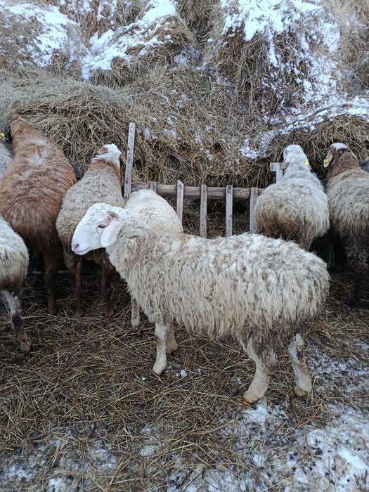 Тоқты сатамын семіз..