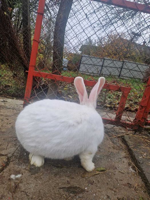 Cocosi moțat de vânzare și iepure