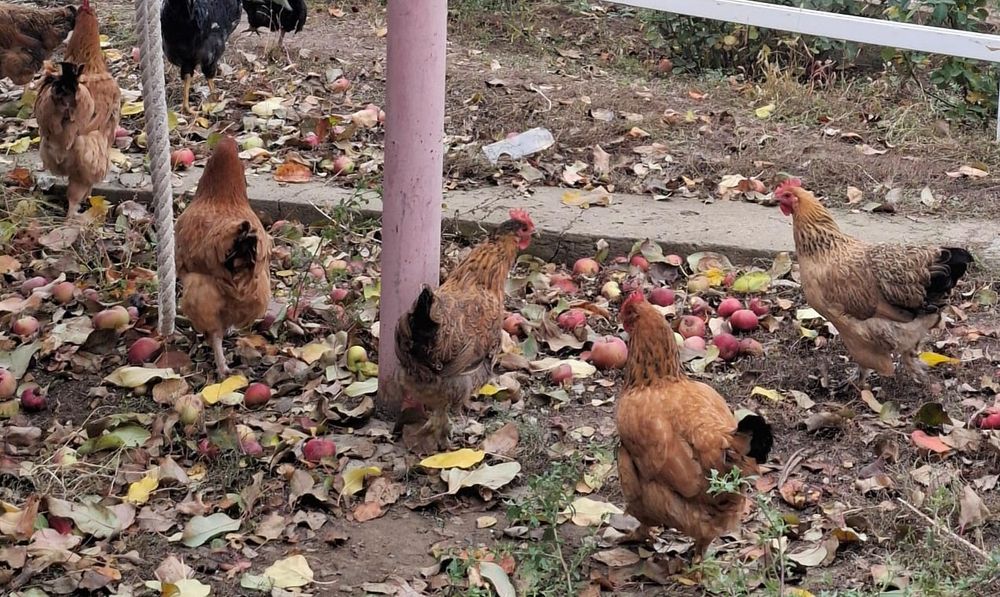 Продам кур несушек