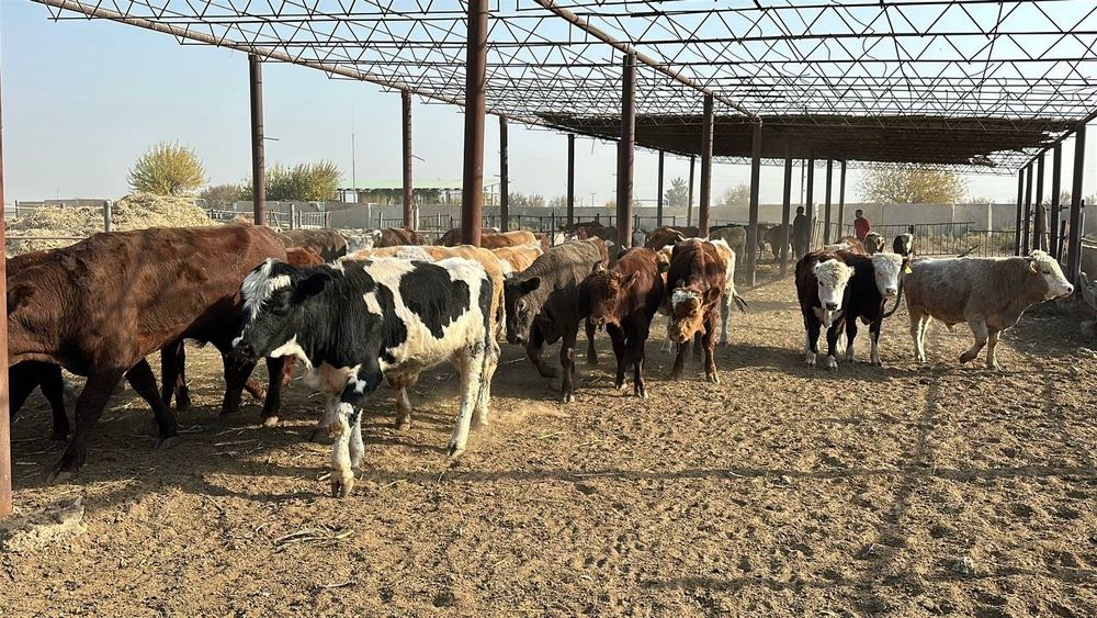 Россиядан обкелинганган хуккизлар 60та