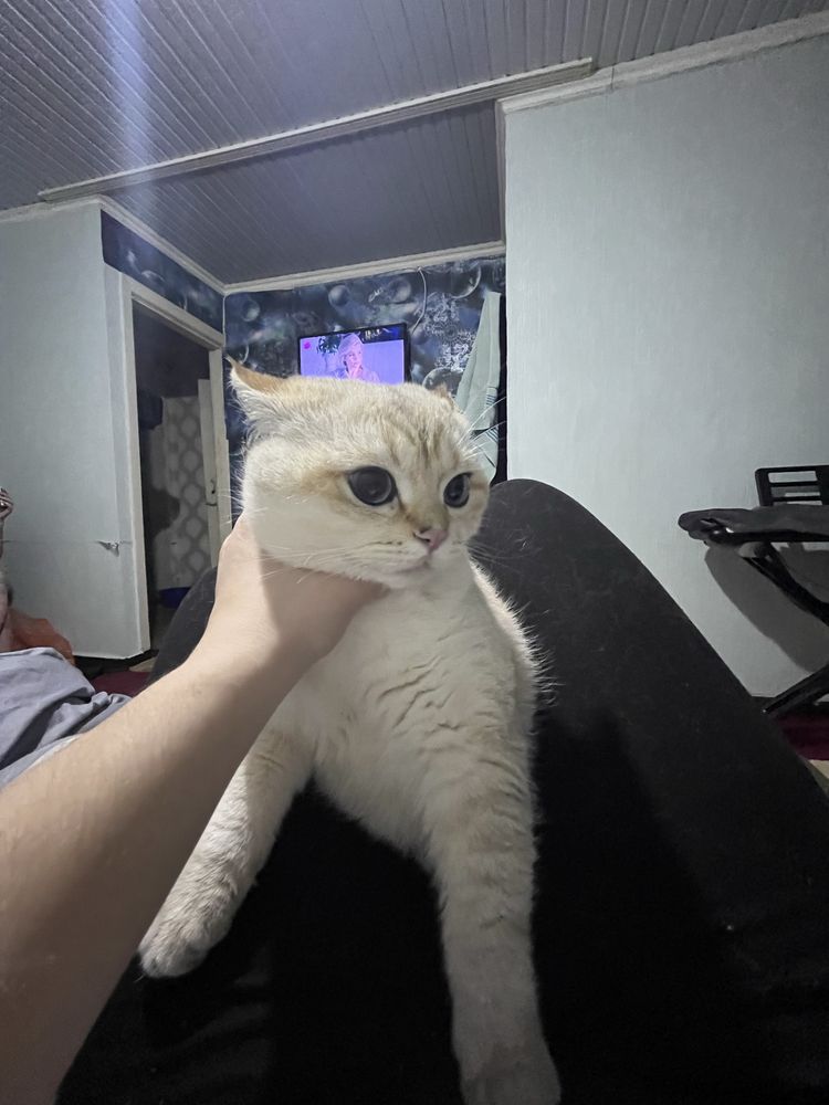 Кот поинтовая шиншила
