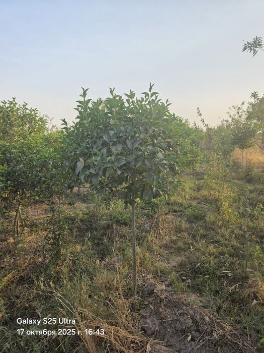 Чинор дарахт сотилади тошкент назарбекда