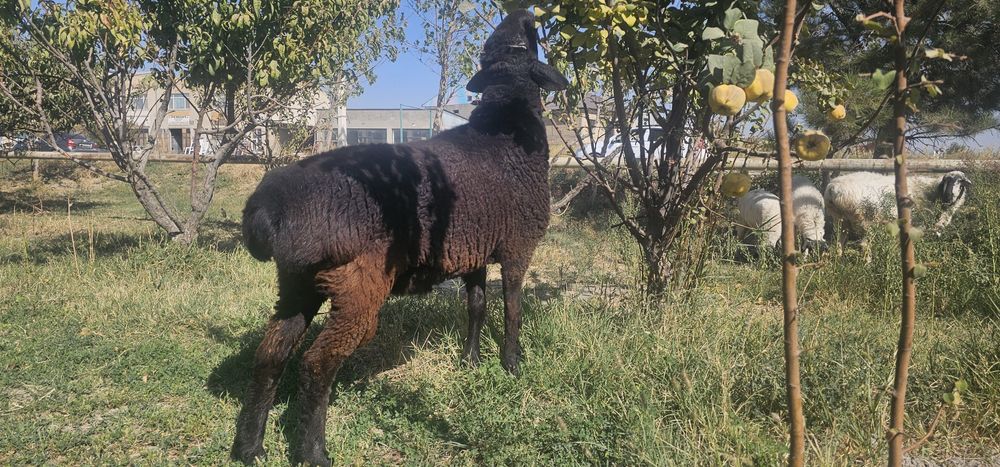 Кучкор сотилади.