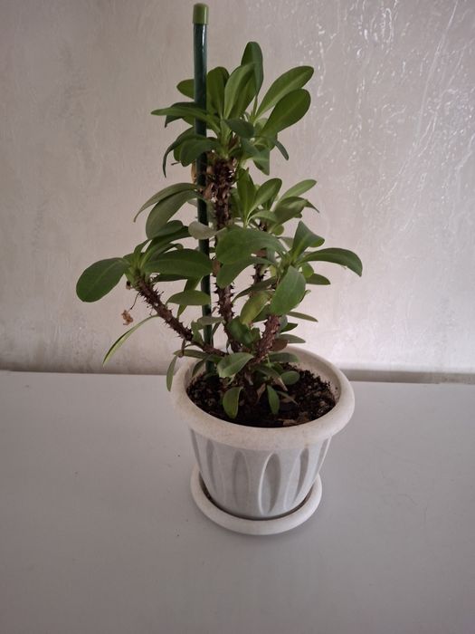 Продам комнатные цветок  Молочай миля