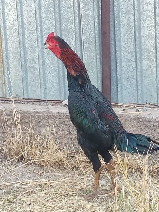 Дакан шоже кораз сатылады