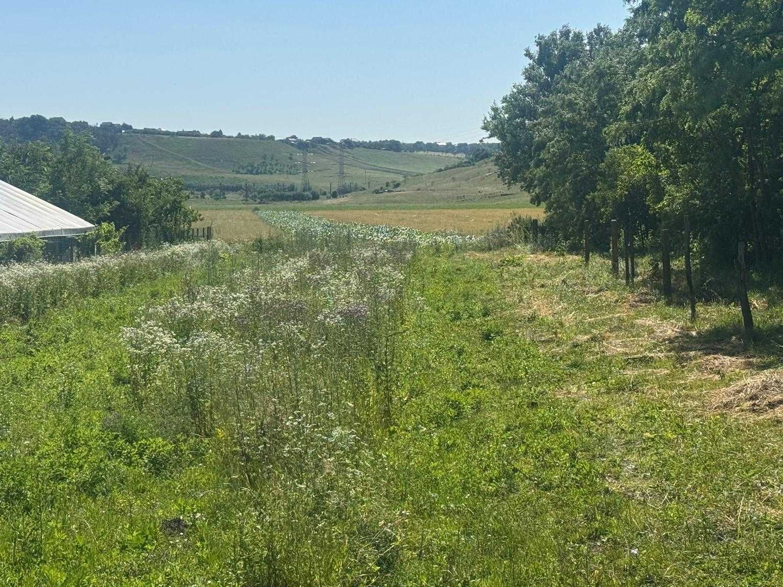 Vânzare-Teren 2300mp -Stâncesti (Botoșani)