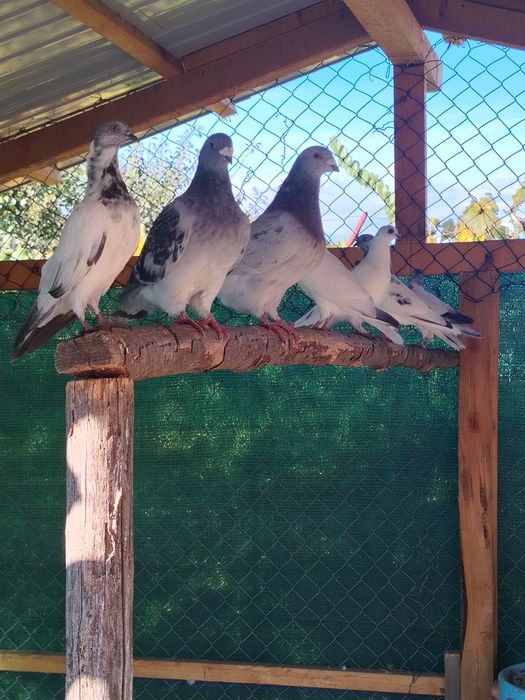 Pereche fazani si porumbei