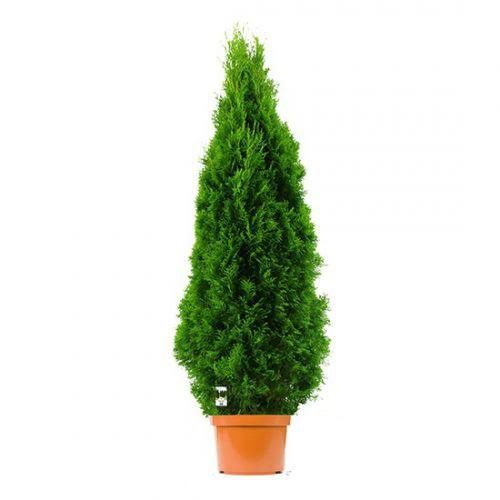 Tuia smaragd la ghiveci