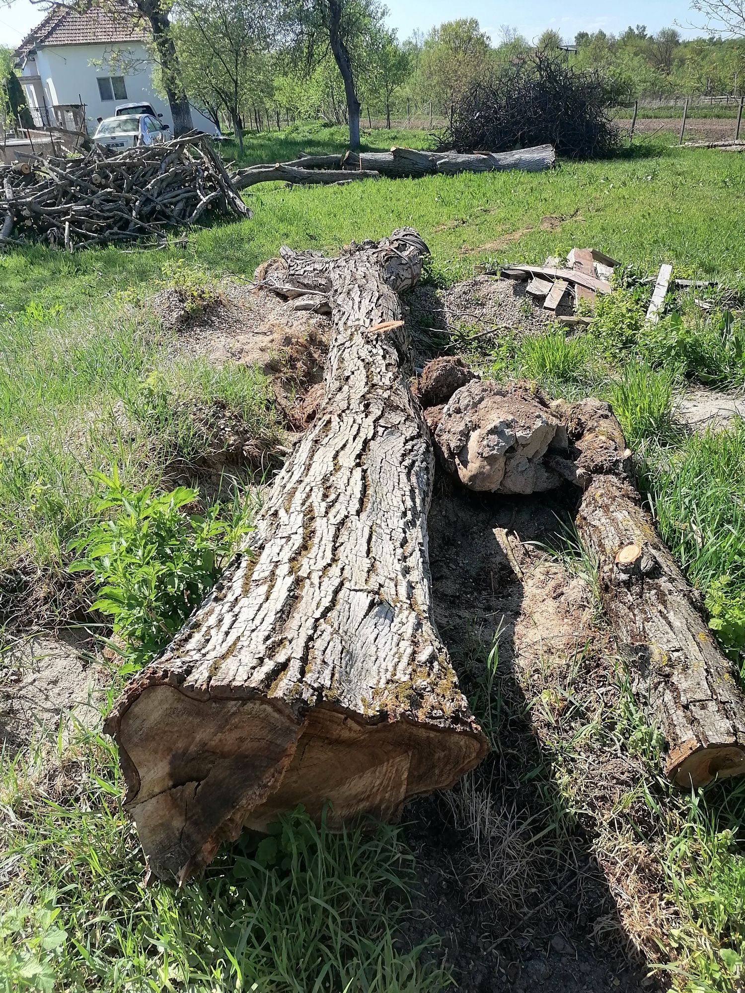 Vând lemn/trunchi de Nuc