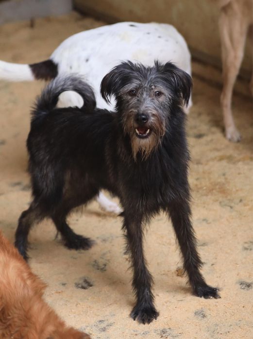 Совершенно необычное чудо по имени Джуди ищет семью