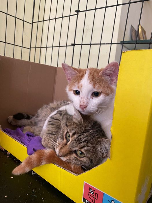 Котенце  момиче 4,5 мес.