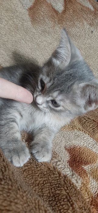 Котята в заботливые руки