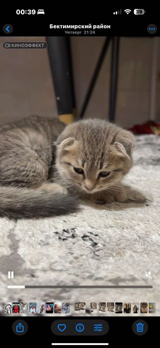 Продаю вислоухого котёнка 2 месячного