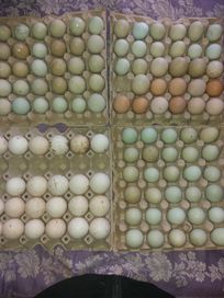 Продавам - зелени оплодени кокоши яйца за люпене. 1,30.лв за бр.