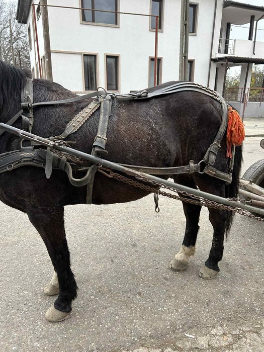 Vand cal vârstă 10 ani