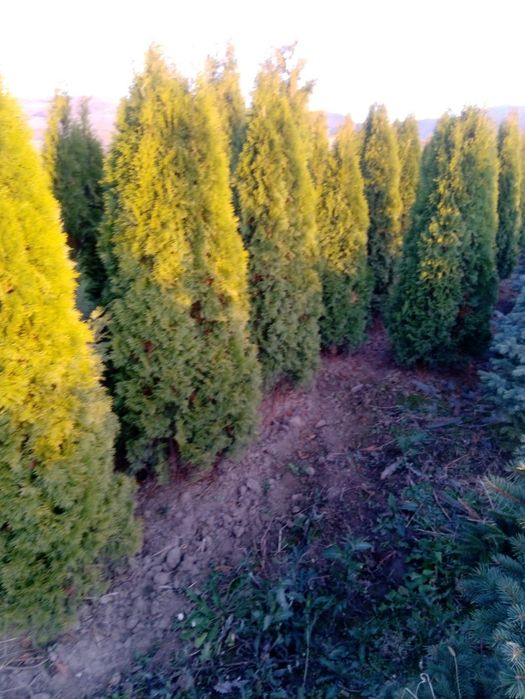 Vindem tuia brazi mesteacăn tei platan stejar frasin etc