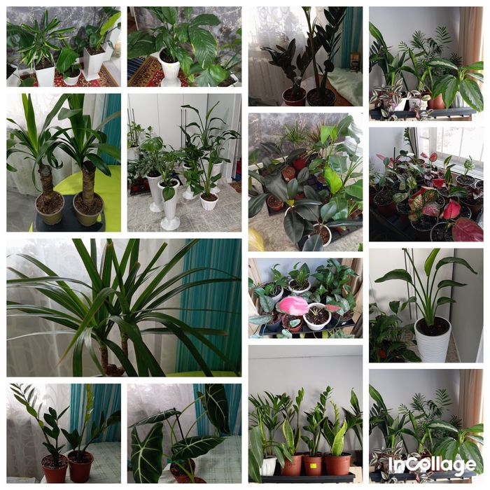 Комнатные растения