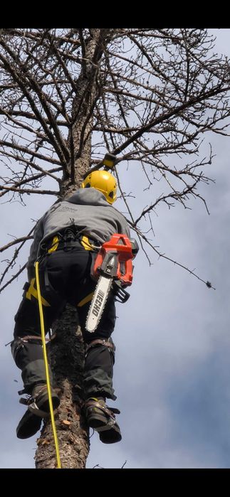 Реже опасни дървета