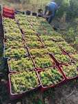 Struguri de vin calitata întâi