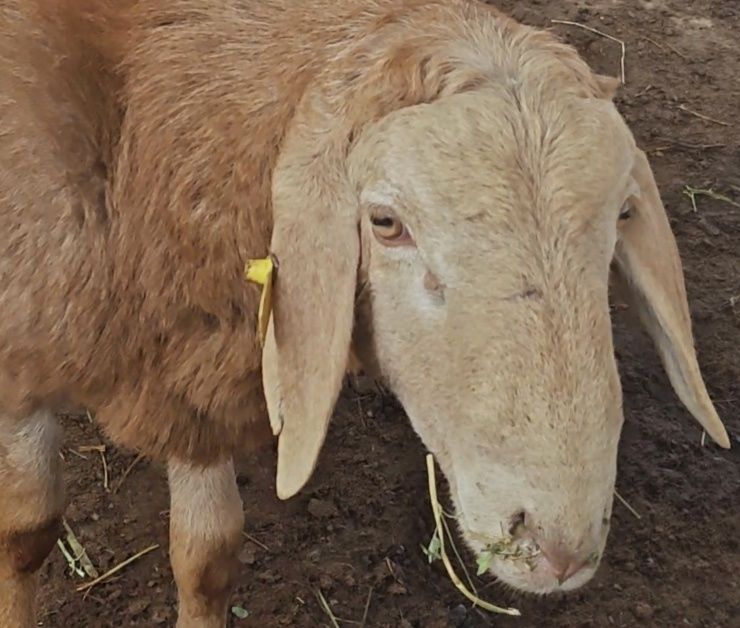 Арашан қўчқор қўй Соатилади уй шароит боқилган зотдор