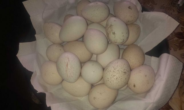 Oua de curca pentru incubat