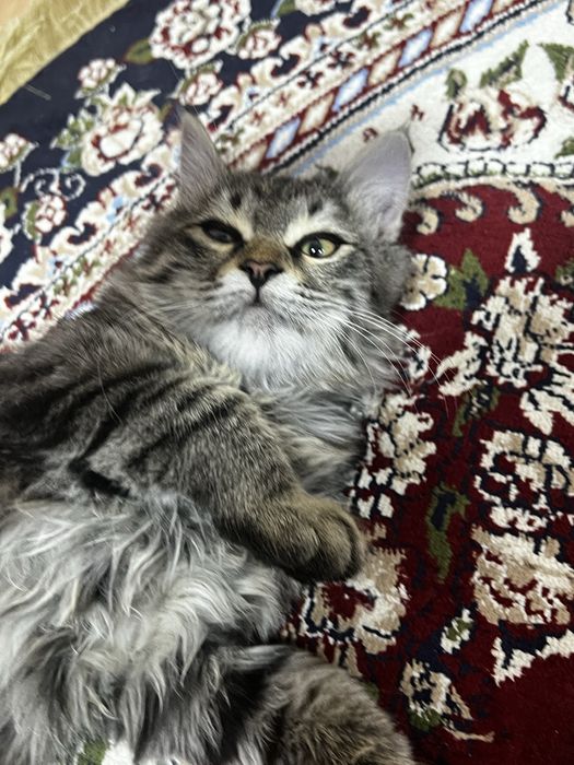 Котик отдам даром 3 oyli kimga kerek bossa yozin