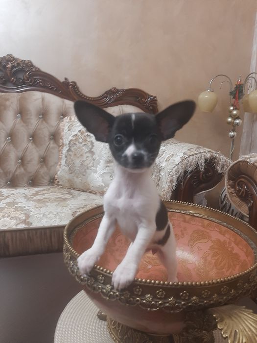 Чихуахуа момиченце