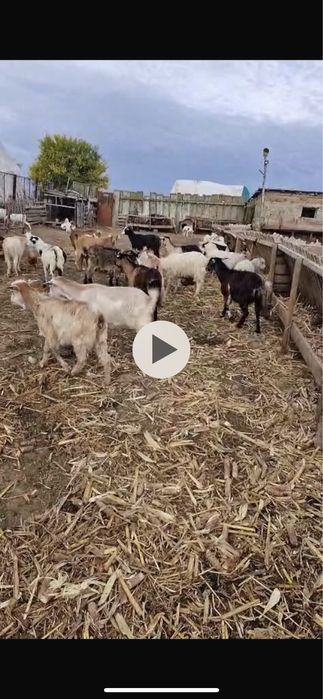 Vand capre 25 bucati. pret 350 lei/buc negociabil